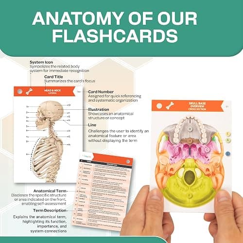 TribeRN Anatomy and Physiology Flash Cards – 320 Study Resources for Students – Human Anatomy & Physiology Study Tools – Medical, Nursing School Essentials – Durable & Easy to Use Flashcards thumbnail 7