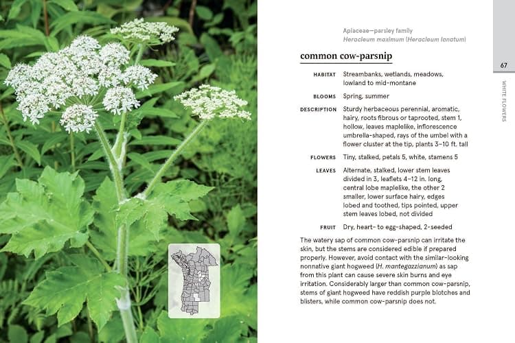 Western Washington and Oregon in Bloom: Find and Identify the 150 Most Common Wildflowers thumbnail 5