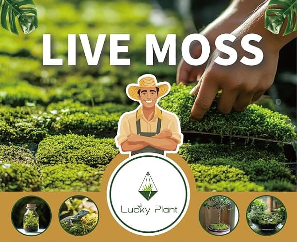 LUCKY PLANT Live Moss for Reptiles - Terrarium Moss for Reptiles Peat Moss for Reptiles Habitat Bedding Moss for Snakes Turtle Frog Gecko and Other Reptiles Substrate 50 Square inches Live Moss thumbnail 8