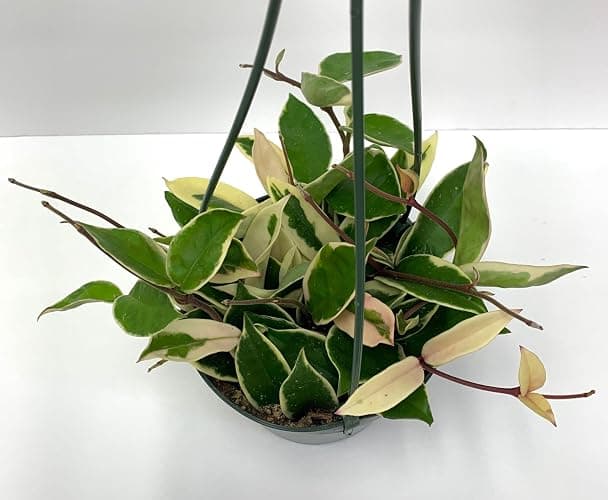 Tricolor Hoya Krimson Queen, Hoya Carnosa Variegata Tricolor Hoya Ships from CA (4" Pot) thumbnail 8