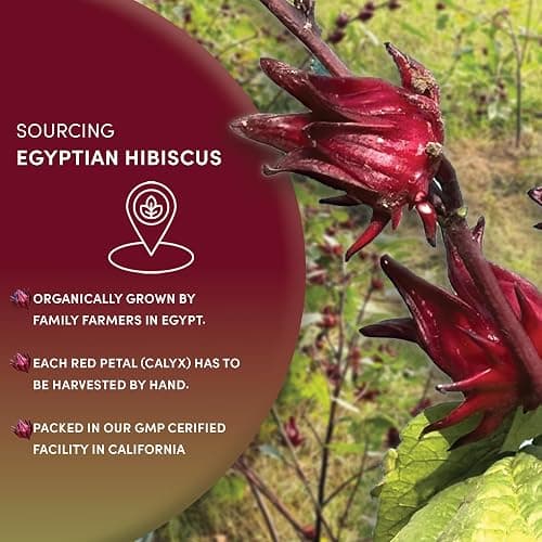 Worldwide Botanicals Organic Hibiscus Tea – 8 oz, Loose Leaf, Cut and Sifted – 100% Egyptian Hibiscus sabdariffa AKA Karkade, Roselle, Sorrel, Zobo, Flor de Jamaica thumbnail 5