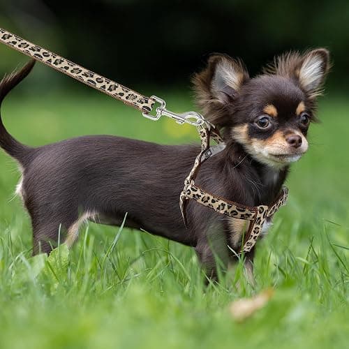 Mile High Life Leopard Dog Harness Collar Leash Set, Adjustable No Pull Dog Halter Harness for Small Breed Dogs, Easy Control for Training Walking (Brown, S Chest 11"-18", Neck 10"-14") thumbnail 7