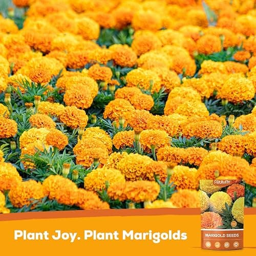 Fruivity Petite French Marigold Seeds for Planting, 400+ Flower Seeds Non-GMO Heirloom Seed Packet,Home and Garden Easy to Grow, Indoor & Outdoor Gardening, Companion Plant & Quick Blooming thumbnail 2