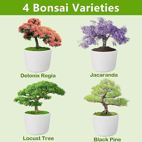 Bonsai Tree Kit, Bonsai Starter Kit with Seeds & Tools, Tree Live Plants Indoor, Gardening Gifts for Women Men Mom Father Plant Lover, Birthday Thanksgiving Christmas Gifts thumbnail 3
