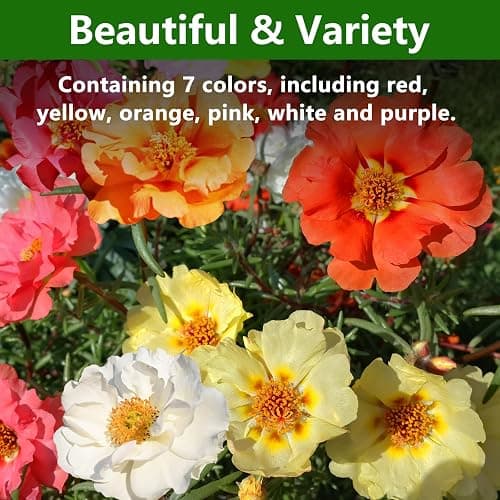 Moss Rose Seeds, 10,000+ Bulk Flower Seeds for Planting Outdoors(99% Pure Live, Non-GMO), Mixed Colors and Large Blooms, Attracts Pollinators, Easy to Grow thumbnail 3