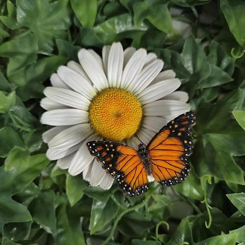 Vivid Arts - Marguerite blanche à suspendre avec papillon - Décoration de jardin - Intérieur et extérieur thumbnail 4