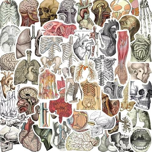 Uaitodee Vintage Anatomy Stickers, Human Skeleton, 50pcs, Vinyl, Black and White, Waterproof, Anatomical, Decorative - Image 1