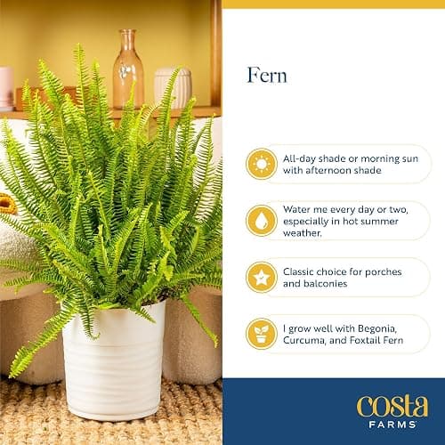 Costa Farms Kimberly Queen Fern Live Plant in Decorative Pot, Indoor & Outdoor Houseplant, Perfect for Home, Room, or Office Decor, Great House Warming or Birthday Gift, 12-18 Inches Tall thumbnail 6