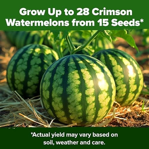 HOME GROWN Organic Crimson Sweet Watermelon Seeds 15+ Heirloom Non-GMO, High Germination, Honey Sweet Summer Fruit, Striped Skin, Home Garden & Raised Beds, High Sugar Content (Citrullus lanatus) thumbnail 7