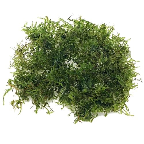 K2AQUA 20 Grams Christmas Moss Vesicularia Montagnei Live Aquatic Plants for Aquarium Fresh Green Low Light Easy to Grow for Fish Tank Tropical Planted Tank - Image 1