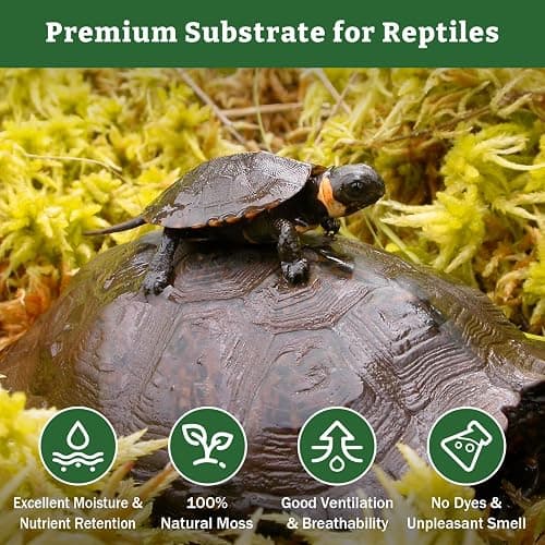 Riare 5.3oz Natural Sphagnum Moss for Reptiles- 6QT Terrarium Reptiles Moss | Moisture Retention, Dried Terrarium Moss Bedding for Lepard Gecko Snakes Turtles Frogs Jumping Spiders Humid Hide Setup thumbnail 3