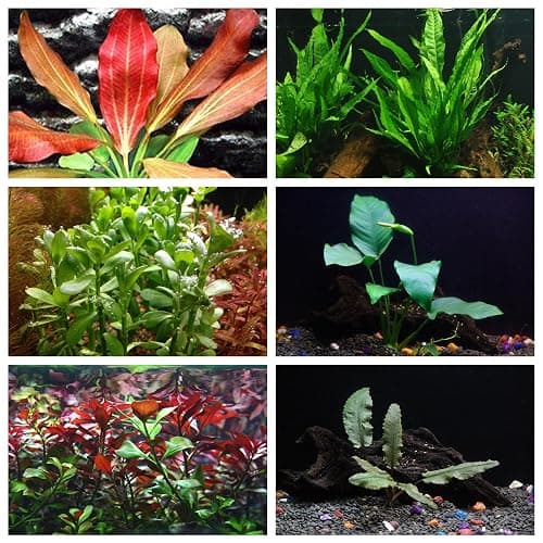 California Bundle - 25+ Stems / 6 Species Live Aquarium Plants Package - Image 1