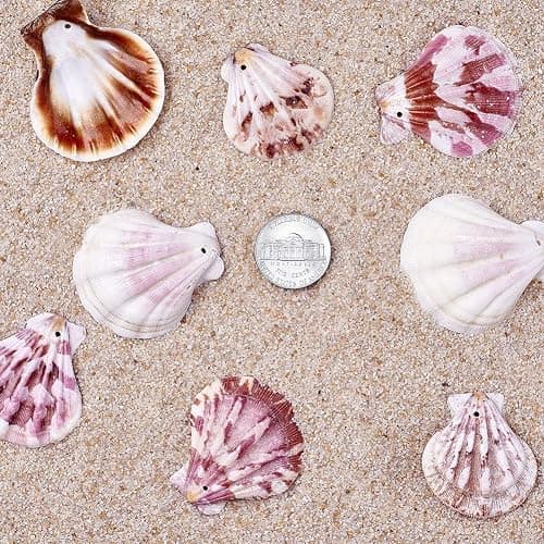 KISSITTY 500 Grams Dyed Scallop Beach Sea Shell Beads with Holes 1.53-1.77" (39-45mm) Length for DIY Jewelry Making Art Craft Projects-Bag of Approx. 90pcs - Mixed Colors#Shell Shape thumbnail 7