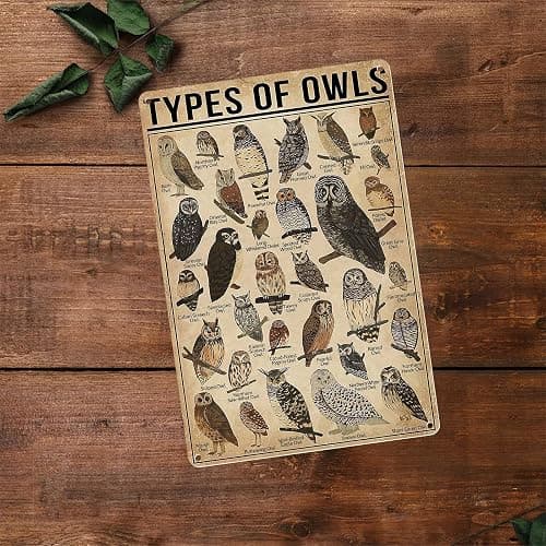 Homely Accents Types Of Owls Vintage Metal Signs, Educational Poster Tin Signs for Home Bathroom Classroom Cafe Decor Farmhouse Wall Art Gift for Owl Lovers Kids, 8x12 Inch thumbnail 2