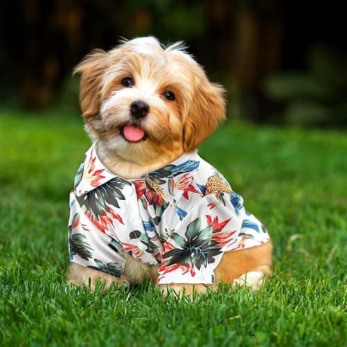 Weewooday 4 Pieces Small Pet Summer T-Shirts Hawaii Style Floral Pet Dog Shirt Breathable Cool Clothes Beach Seaside Puppy Sweatshirt for Puppy(Cute Style,Small) thumbnail 6