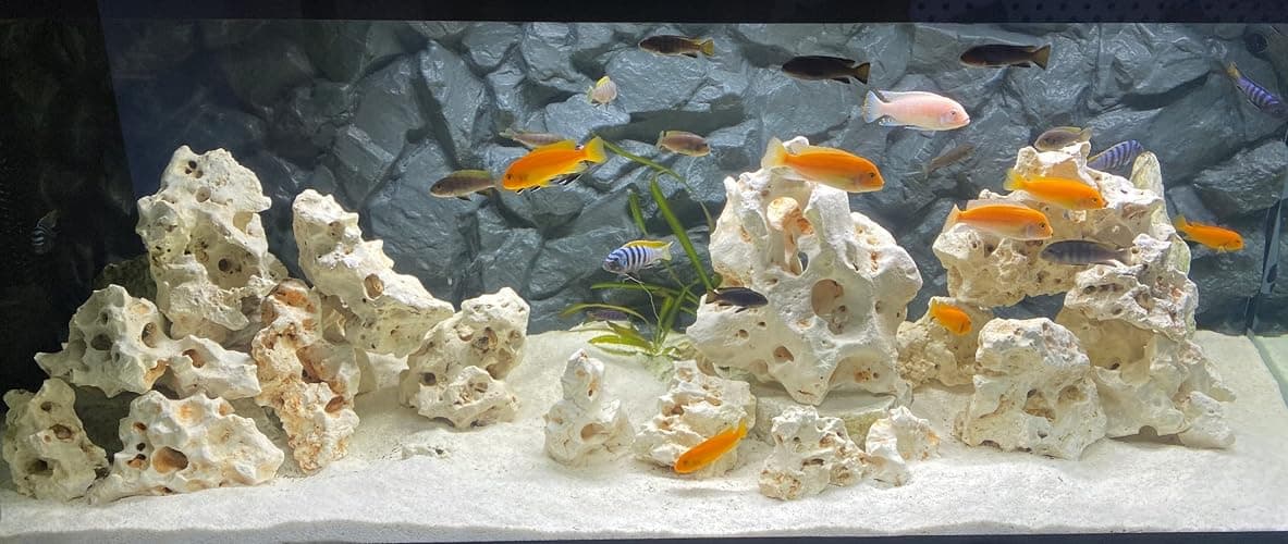 TM Aquatix Aquarium Sand Natural Substrate For All Types Fish Tanks (1kg, Snow White Dolomite) thumbnail 5
