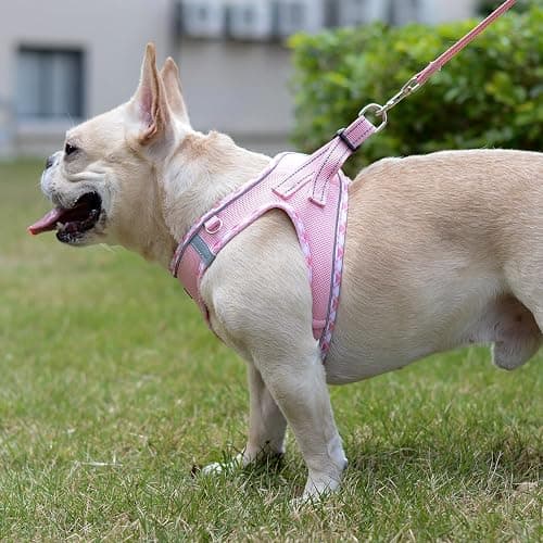 Mercano Soft Mesh Dog Harness and Leash Set, No-Chock Step-in Reflective Breathable Lightweight Easy Walk Vest Harnesses with Safety Buckle for Small Dogs, Cats (Pink, S) thumbnail 5
