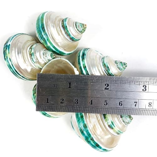 Heyiwell 5PC Green Turbo Banded Shells,Hermit Crab Shell &Turbo Shells Hermit Crab Supplies for Decor 1.5"~ 2" Inch thumbnail 3