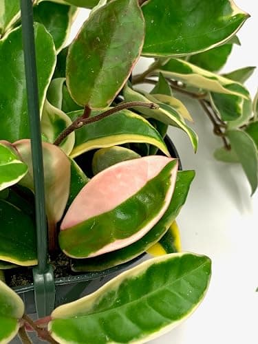 Tricolor Hoya Krimson Queen, Hoya Carnosa Variegata Tricolor Hoya Ships from CA (4" Pot) thumbnail 3