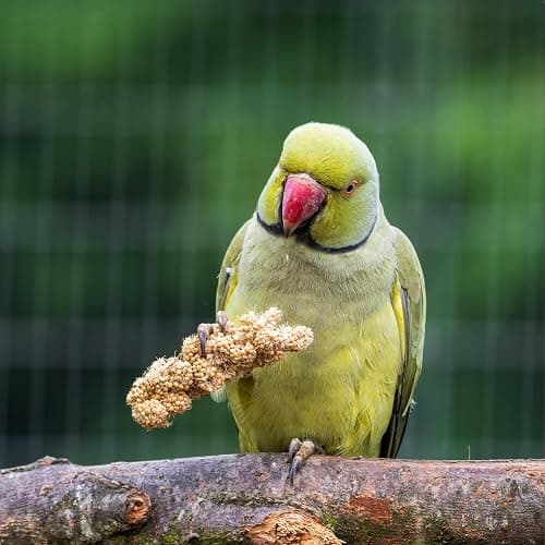 Birds LOVE Millet Tips & Tails for Birds - Parakeets, Cockatiels, Lovebirds, Finches, Budgies, Canaries, Cockatoos - Natural & Healthy Millet for Birds - Parakeet Food & Treats for All Parrots, 1lb thumbnail 7