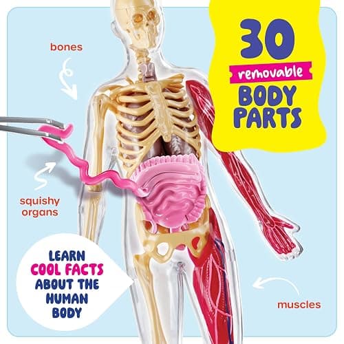 Human Anatomy Squishy Body Model - STEM Science Kits for Kids Ages 4-8 | STEM Toys for 4 5 6 7 8 Year Old Boy Birthday Gift - Learning Educational Toys for Ages 5-7 Boys Gifts - Skeleton Parts thumbnail 2