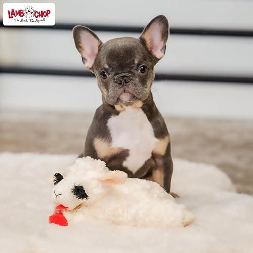 Multipet Lamb Chop Dog Plush Toy - Squeaky Toy for All Dogs - Extra Soft Plush - Stuffed Animal Dog Toy for Cuddling & Playing - Cute Pet Toy (6", Cream) thumbnail 7