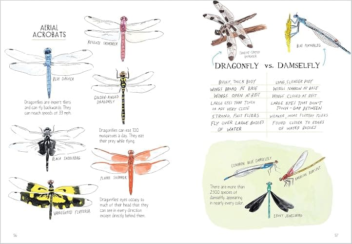 Insect Anatomy: The Curious World of Bees, Beetles, Butterflies, and Bugs - Paperback thumbnail 5