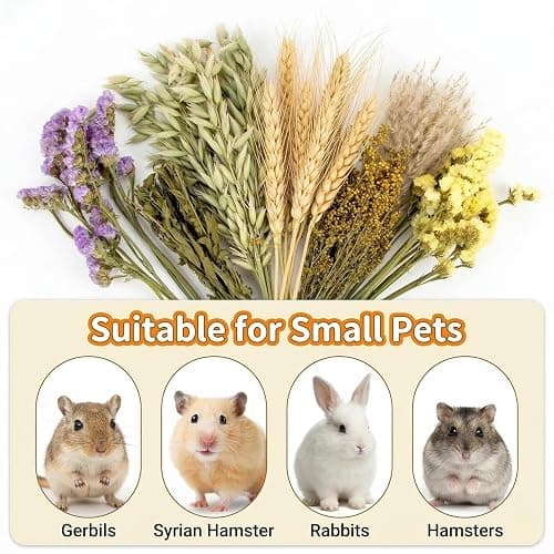 Sukh 42Pcs Herb Bedding Habitat Decor - Natural Flower Hamster Mate Herbs Sprays Cage Safe Pet Accessories Decorations Hideout for Hamsters Mouse Guinea Pig Dwarf Gerbils Syrian Mice thumbnail 6