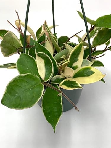 Tricolor Hoya Krimson Queen, Hoya Carnosa Variegata Tricolor Hoya Ships from CA (4" Pot) thumbnail 7