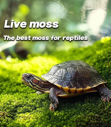 LUCKY PLANT Live Moss for Reptiles - Terrarium Moss for Reptiles Peat Moss for Reptiles Habitat Bedding Moss for Snakes Turtle Frog Gecko and Other Reptiles Substrate 50 Square inches Live Moss thumbnail 2