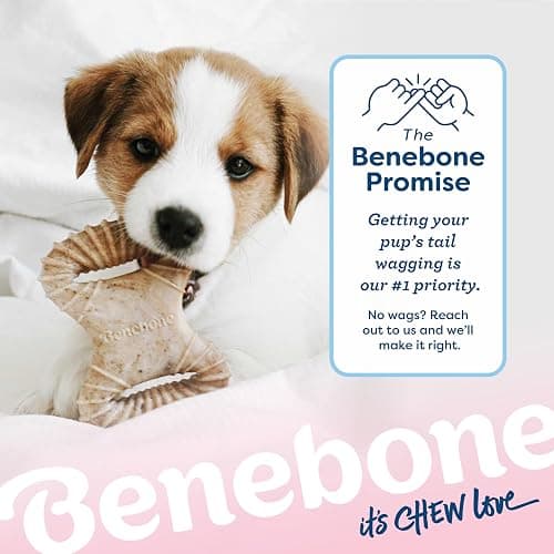 Benebone Puppy 2-Pack Dental Chew/Wishbone Dog Chew Toys, Real Bacon | Made in USA, Dog Bones, Puppy Toys, Puppy Teething Toys, Long-Lasting, Keeps Them Busy thumbnail 6