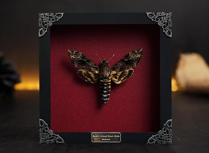 Real Framed Death Head Moth Shadow Box Unique Taxidermy Oddity Specimen Entomology Insect Witchy Gothic Decor Gallery Home Room Decor K18-01-DO thumbnail 2