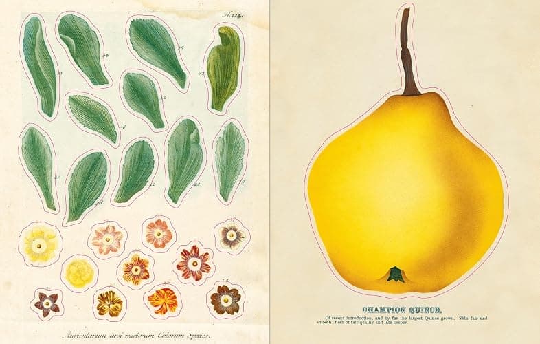 John Derian Sticker Book (John Derian Paper Goods) thumbnail 4
