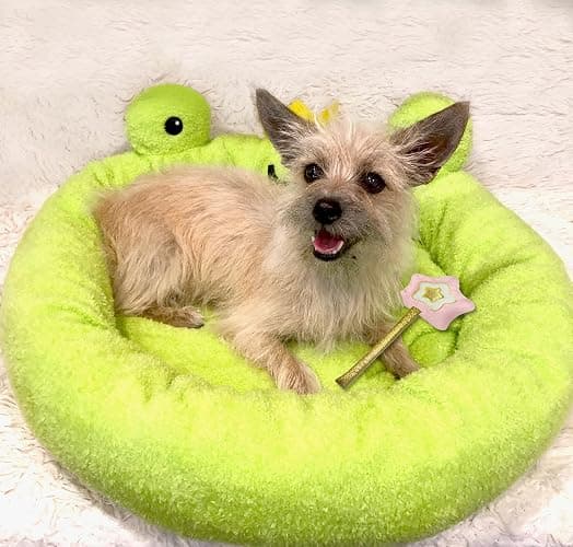 TONBO Soft Plush Small Cute and Cozy Food Dog Cat Bed, Washer and Dryer Friendly (Frog) thumbnail 2
