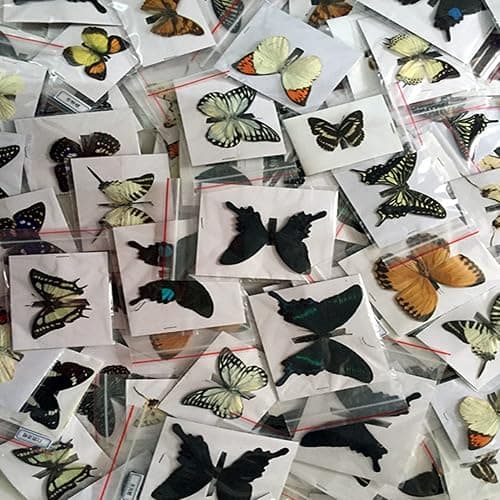 BigBigMe 10Pcs Natural Unmounted Rhopalocera/Le Papillon/Butterfly Specimen Artwork Material Decor, Taxidermy Animals for Kids Family thumbnail 9