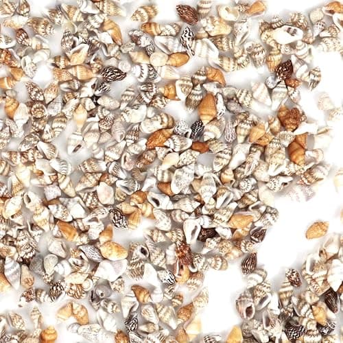 WEOXPR 2000 Pcs Tiny Sea Shells for Craft, Mixed Ocean Beach Mini Seashells | 2000 tiny sea shells, mini seashells bulk, mixed ocean shells, crafting, DIY, fish tank, vase decor thumbnail 8