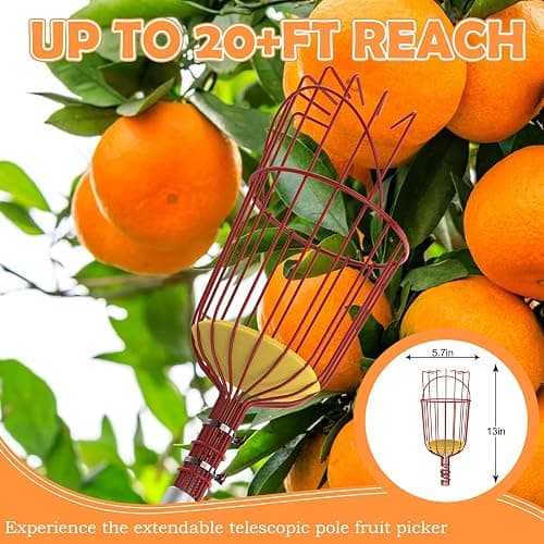 SISIUPASSIE 26FT Reach Fruit Picker, Apple Picker Pole with Basket Telescoping Tool for Apple Lemon Orange Mango Avocado Fruit Tree Picking thumbnail 4