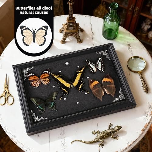 Real Framed Butterfly Taxidermy Collection - Set of 5 in Shadow Box Display, Office - Unusual Gift for Entomology Lovers, Birthday, Christmas thumbnail 4