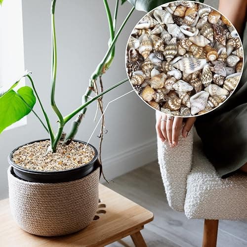 WEOXPR 2000 Pcs Tiny Sea Shells for Craft, Mixed Ocean Beach Mini Seashells | 2000 tiny sea shells, mini seashells bulk, mixed ocean shells, crafting, DIY, fish tank, vase decor thumbnail 2