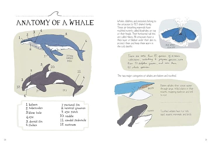 Ocean Anatomy: The Curious Parts & Pieces of the World under the Sea thumbnail 8