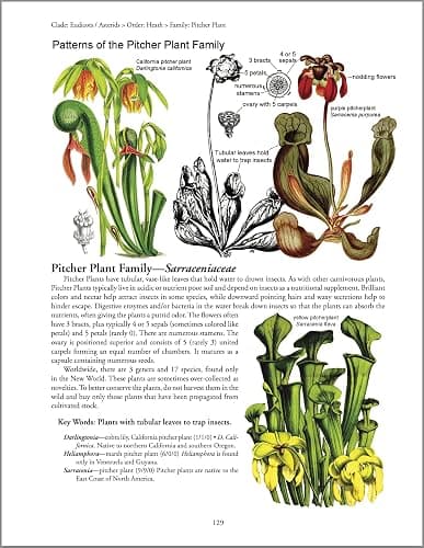 Botany in a Day: The Patterns Method of Plant Identification thumbnail 7