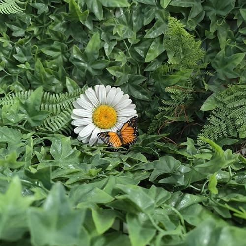 Vivid Arts - Marguerite blanche à suspendre avec papillon - Décoration de jardin - Intérieur et extérieur thumbnail 8