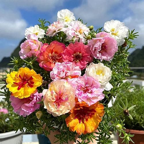 Moss Rose Seeds, 10,000+ Bulk Flower Seeds for Planting Outdoors(99% Pure Live, Non-GMO), Mixed Colors and Large Blooms, Attracts Pollinators, Easy to Grow thumbnail 7
