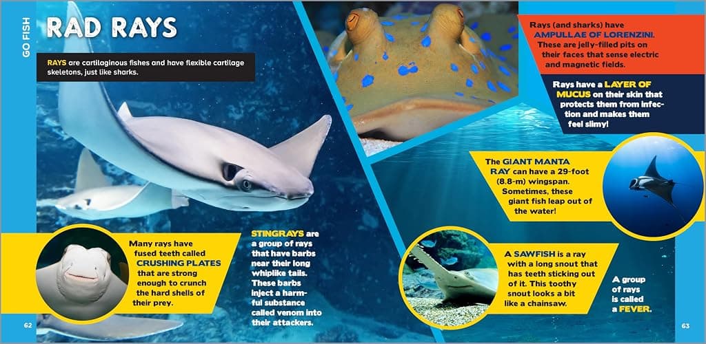 The Fascinating Ocean Book for Kids: 500 Incredible Facts! (Fascinating Facts) thumbnail 3