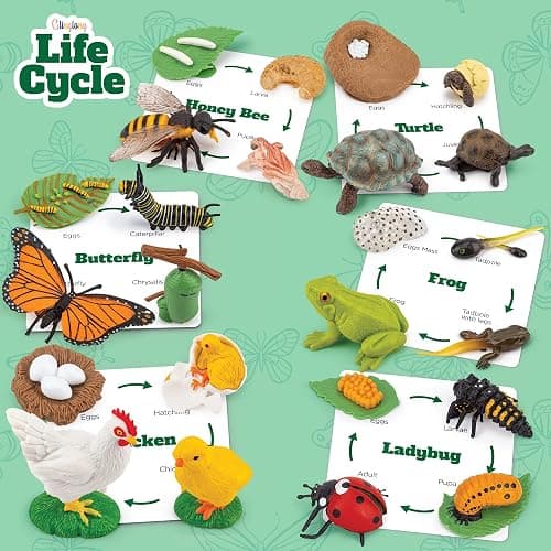 Life Cycle Animal Kit - Montessori Science Toy with 24-Piece Matching Game, Butterfly, Frog, Chicken, Bee, Ladybug and Turtle STEM Educational Gift, Easter Basket fillers for Kids Ages 3-8 thumbnail 3