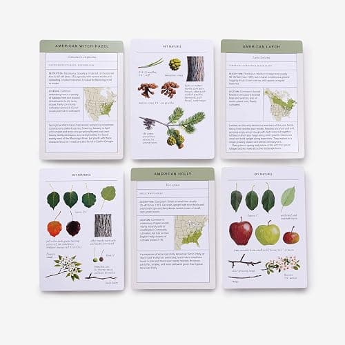 Sibley Tree Identification Flashcards: 100 Trees of North America thumbnail 4