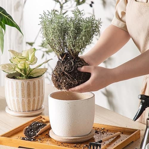 POITONRU Ceramic Flower Pots Indoor-Outdoor: 5.75 Inch Planters with Drainage Holes & Saucer - Modern Decorative Plant Pots Ceramic for Home Gardeners (White) thumbnail 2