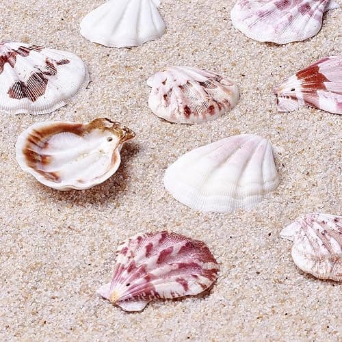 KISSITTY 500 Grams Dyed Scallop Beach Sea Shell Beads with Holes 1.53-1.77" (39-45mm) Length for DIY Jewelry Making Art Craft Projects-Bag of Approx. 90pcs - Mixed Colors#Shell Shape - Image 1