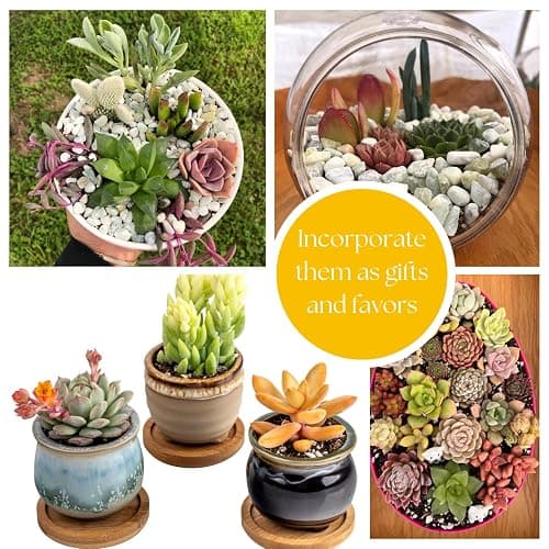 Live Trailing Mystery Succulent | Well Rooted Real Hanging Succulents Planted in 2 inch Pots | Assorted Small Starter Plants for DIY, Home Outdoor/Indoor Wedding or Birthday Gift (4 Pack) thumbnail 4