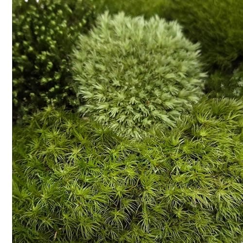 Tin Roof Treasure Live Terrarium Moss Assortment thumbnail 9